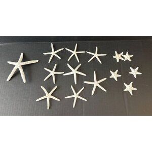 Finger and Knobby Real Dried Starfish Beach Ocean Sea Decor Marine